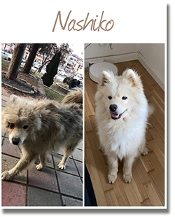 Nashiko_2020